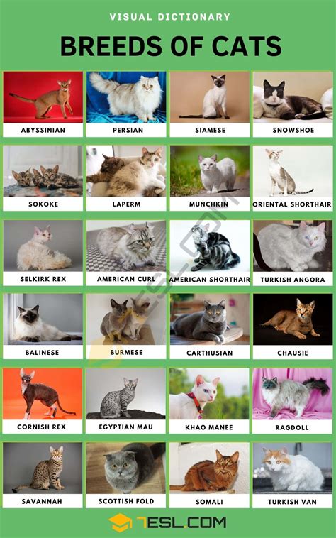 Cat Breeds: 56 Cute Types of Cats in the World • 7ESL | Cat breeds, All cat breeds, Cat breeds chart