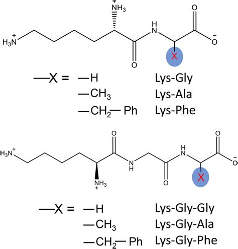 | The dipeptides and tripeptides and their structures. | Download ...