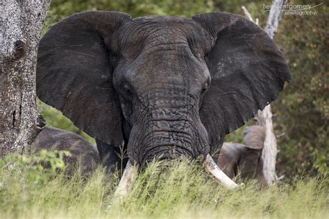 African Elephant - Kruger National Park | Huge Elephant in t… | Flickr