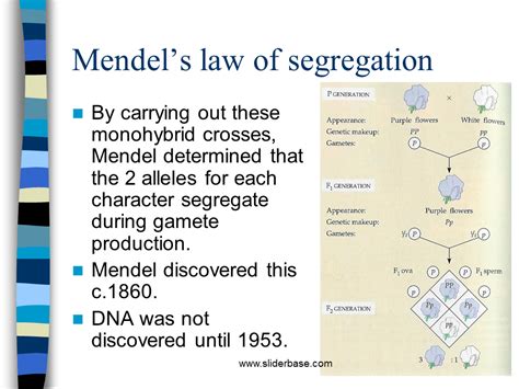 Mendel - Presentation Genetics