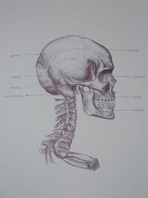 Skeletal Skull Drawing Side by musicxis on DeviantArt