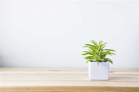 5 Incredible Benefits of Having Desk Plants in Your OfficeWorkspace Solutions