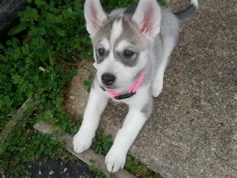 Husky Timberwolf Mix For Sale | PETSIDI