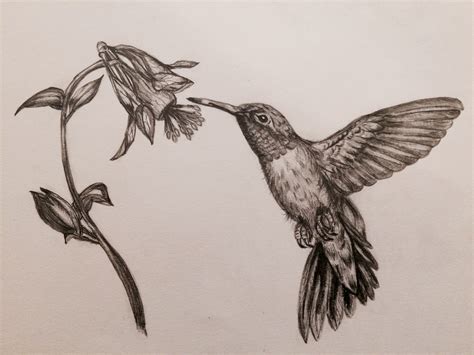 Hummingbird pencil drawing for Hartford church art exhibition | Church art, Art exhibition, Drawings