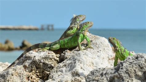 Florida's cold snap: It's raining iguanas! – Weather News