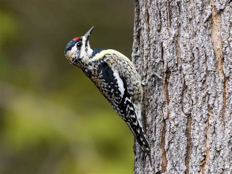 Yellow-bellied Sapsucker Range, Habitat + Distribution | Birdfact