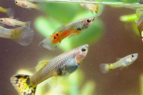 Pregnant Guppy Fish | LoveToKnow