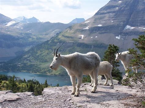 Mountain Goats | Glacier National Park, Montana | J. Stephen Conn | Flickr