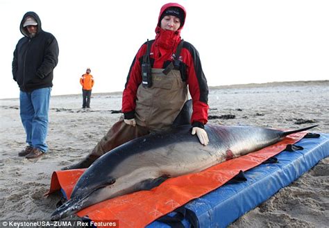 Rescuers continue struggle to rescue hundreds of dolphins mysteriously ...