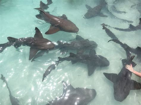 What to Expect If You Book a Swimming With Pigs Tour in the Bahamas