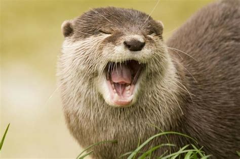 "otter" Meme Templates - Imgflip