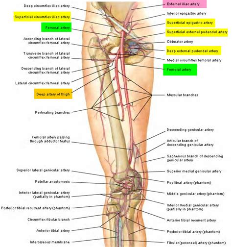 Femoral Artery - Common, Superficial, Deep - Location & Function