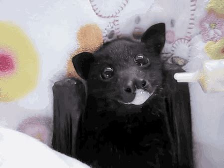 A dangerous bat feeding | Baby bats, Cute bat, Cute baby animals