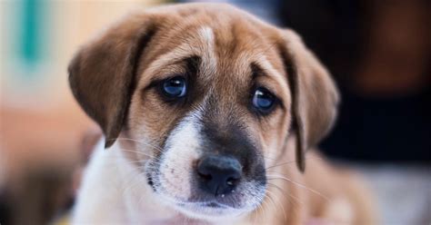 Puppy Dog Eyes for Darwin | Evolution News