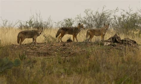 79 best images about Texas Wildlife on Pinterest | Lakes, Wichita falls and Trail maps