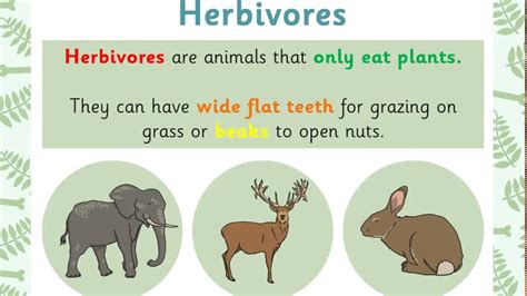 Carnivorous Animals Examples And Fun Facts