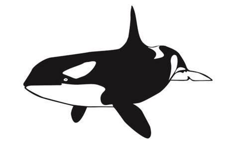 Orca Whale Vector (Graphic) by Arief Sapta Adjie · Creative Fabrica