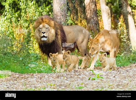 Lion (Panthera leo) Male and lioness and Three Cubs together Stock ...