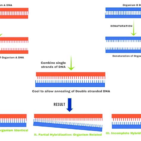 (PDF) Fundamentals of In situ Hybridization: A Review