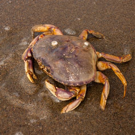 Dungeness Crab | California Sea Grant