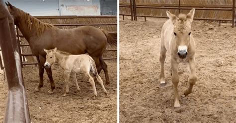 Cloned Foal from 40-Year-Old DNA Brings Hope for Endangered Przewalski ...