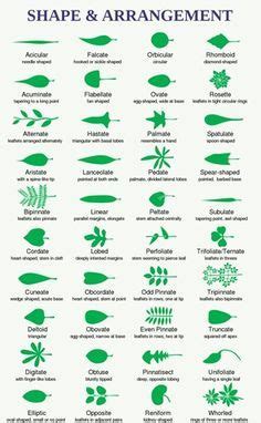 Identifying leaves and roots | Trees to plant, Tree identification, Leaf structure