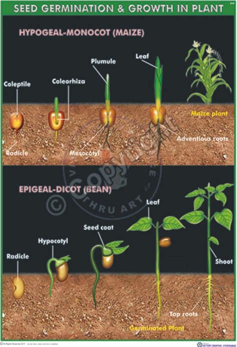 Victory Graphik | B-83 Seed Germination (Hypogeal and Epigeal)