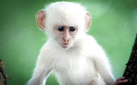 Albino Monkey