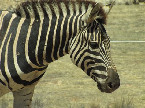 Zebras at Monarto Zoo, South Australia - Trevor's Travels