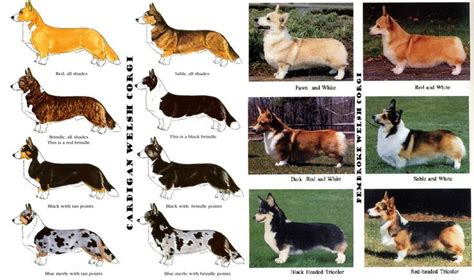 Pembroke & Cardigan Welsh Corgi Coat Colors | Have Corgis? | Pinterest | Coats, Welsh and Colors