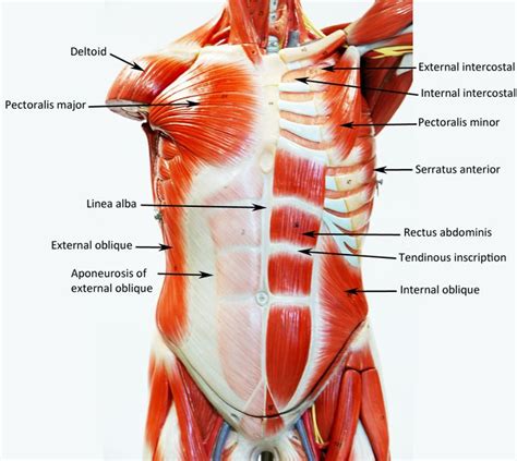 Somaomodele | Muscle anatomy, Human anatomy, Human anatomy and physiology