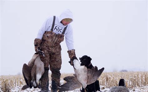 Canada Goose Hunting Tips - How to Hunt Geese | Early and Late Season