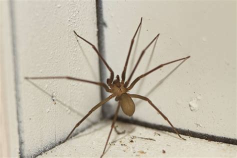 Brown Recluse Identification