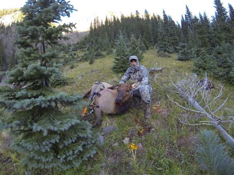 Archery Cow Elk – Colorado Elk and Mule Deer Hunting – Action Adventures