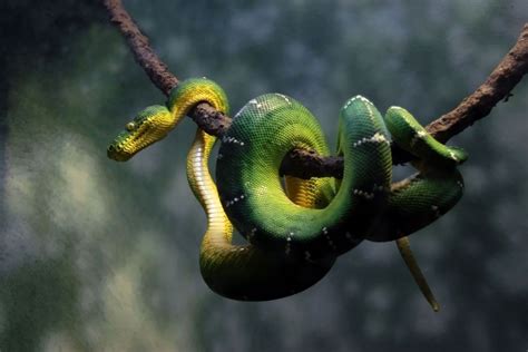 Underwater wildlife - Philippines