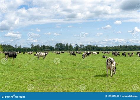 Holstein Friesian cattle stock image. Image of grass - 153815889