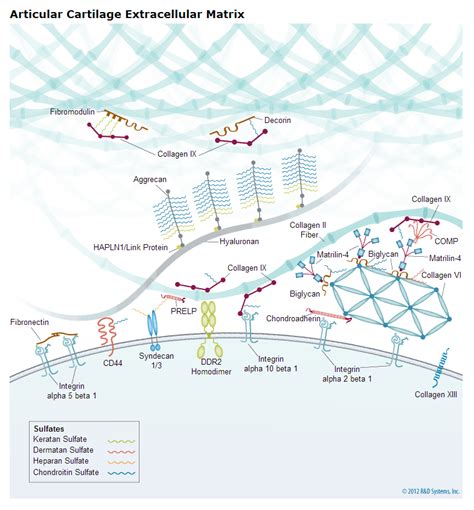 cartilage matrix – Liberal Dictionary