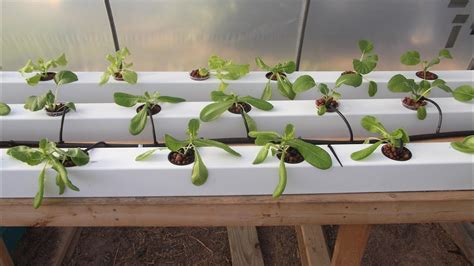 Vertical Hydroponic Lettuce Systems