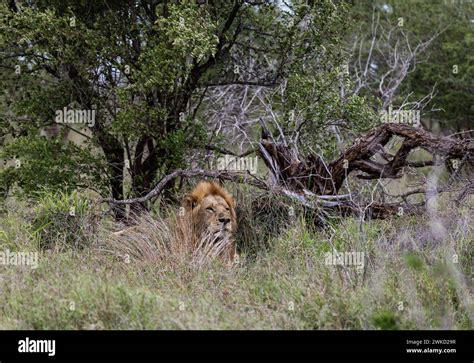 Big beautiful African lion in natural habitat, wild nature, lies ...