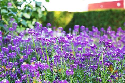 Premium Photo | Purple alyssum flowers in the field closeup