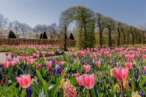 Keukenhof Tulip Gardens Photos | Fasci Garden