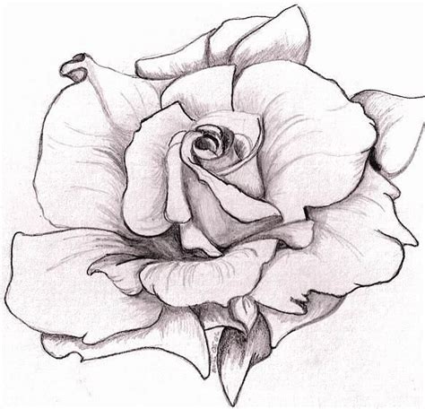 Drawn rose big rose #11 | Roses drawing, Drawings, Sketches