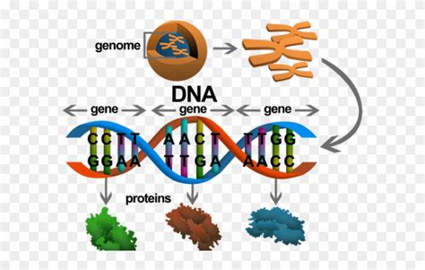 Dna Structure Clipart Genetic Trait - Gen To Protein - Png Download (#587724) - PinClipart