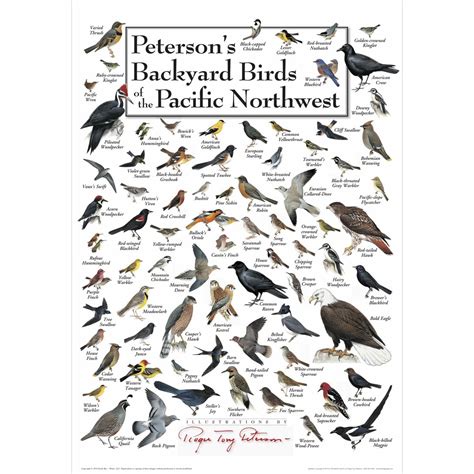 Petersons Backyard Birds of the Pacific Northwest Poster | Momma's Home ...