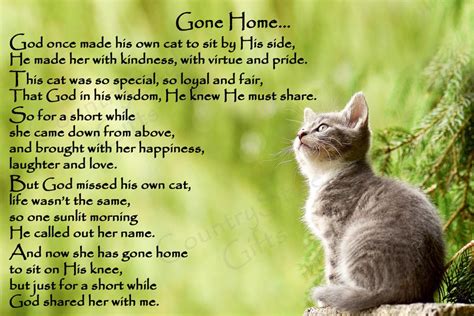 Crazy Cat Lady, Crazy Cats, Pet Loss Quotes, Cat Poems, Pet Loss Grief ...