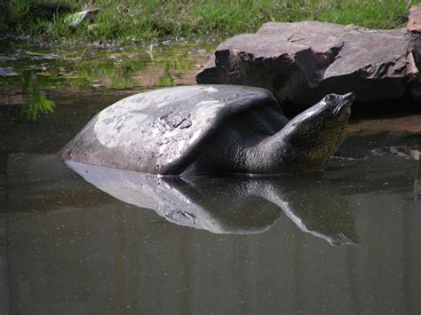 Yangtze turtle dies in China zoo leaving only 3 of rare turtle species ...