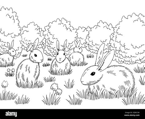 Rabbits in the meadow Black and White Stock Photos & Images - Alamy