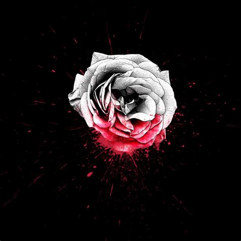 Blood rose by houk on DeviantArt