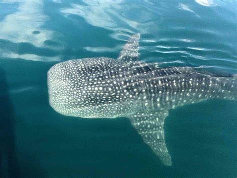 6 Best Tours To Book For Seeing Whale Sharks In La Paz, Mexico ...