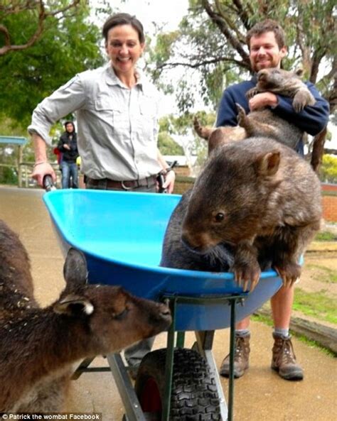 Patrick the world's oldest wombat celebrates 30th birthday at Ballarat Wildlife Park | Daily ...